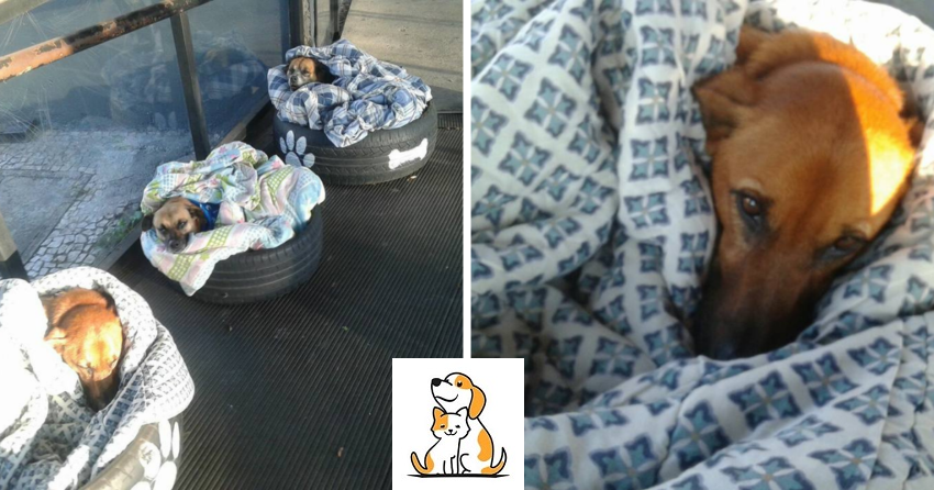 Bus Station Opens Doors To St.ray Dogs So They Have A Warm Place To Sleep In To Escape The Cold