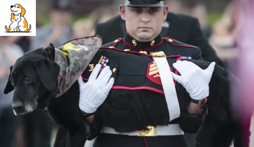 Marine Wished To Give A Proper Goodbye To The Battle Friend Who Was More Than A Dog
