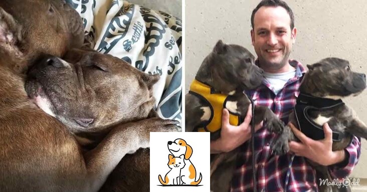 Bonded Pitties who refused to be separated travel across the world to meet their dad