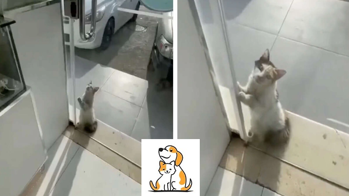 Storekeeper Opens His Door To Stray Cat Pleading For Help During Heatwave