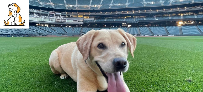 Dog who was almost euthanized gets adopted by Seattle Mariners baseball team
