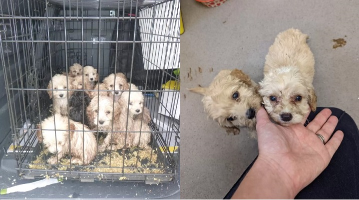 Guy Was Shocked When He Found 20 Fluffy Puppies On The Side Of The Road While Walking