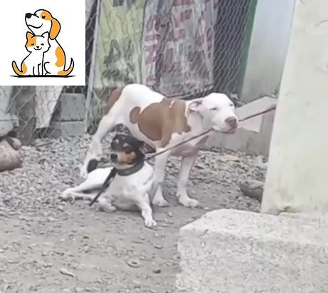 Nice Dog Steps In To Help His Tied-Up Friend Go Free