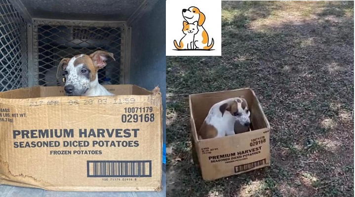 Dog Refuses To Leave From Cardboard Box Where Her Owner Left Her In