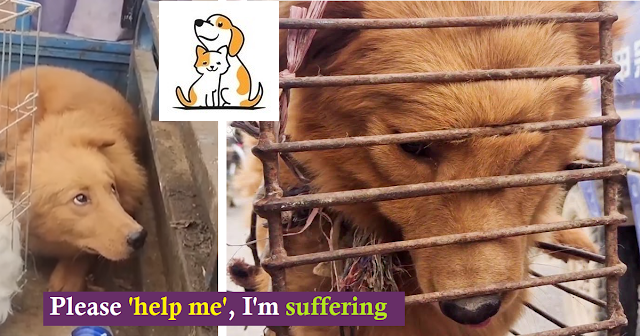Poor Dog’s Face Is Deformed In Pain 😥 By Cage Chained, But Only Can Cry Softly Even Be Rescued