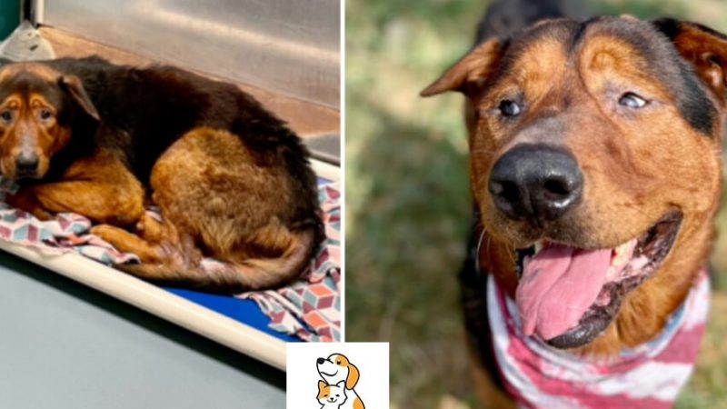 Sad senior shelter dog gets adopted moments before he was set to be euthanized