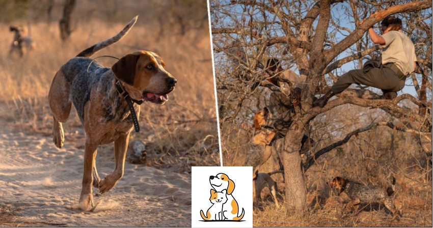 A Pack Of Dogs Have Been Trained To Protect South Africa’S Wildlife – And Have Already Saved 45 Rhinos From Being Poached.