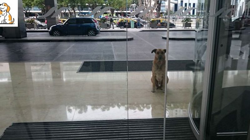 Everyday, A Stray Dog Waits Outside A Hotel For The Person Who Would Adopt Him