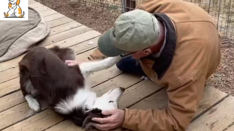 ‘Scared’ Stray Dog Reunites With Rescuer Who Traveled Hours To Save Him