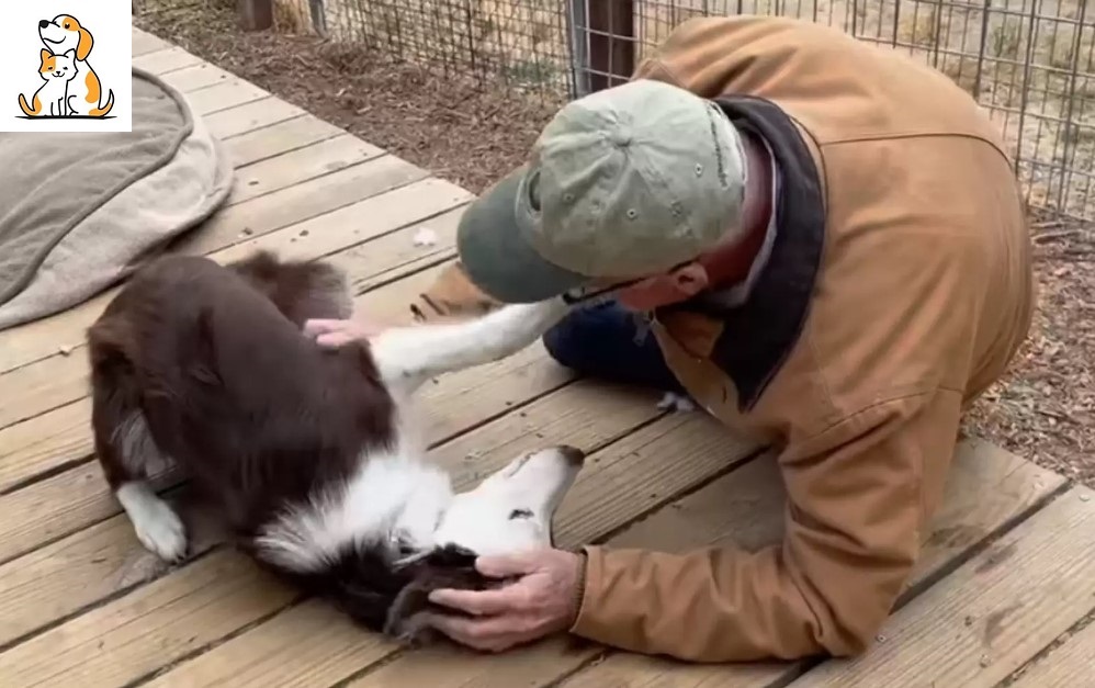 ‘Scared’ Stray Dog Reunites With Rescuer Who Traveled Hours To Save Him