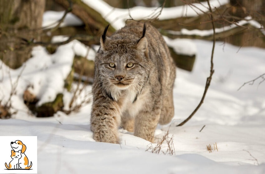 Meet The Stunning Big-Pawed Canadian Lynx – One Of The Rarest Big Cats In The World