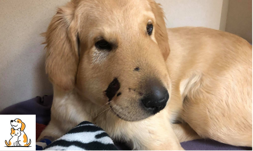 Golden Retriever Rescue The Owner From The Rattlesnake