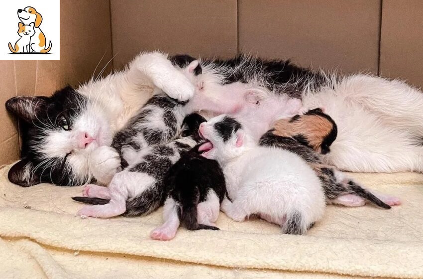 Cat ‘Thanks’ Woman Who Opens the Door for Her Kittens After She’s Lived Outside All Her Life