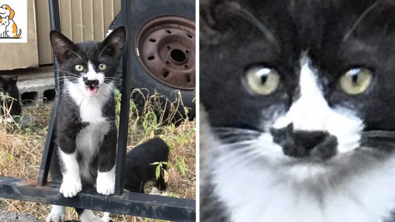 Stray Kitten Has A Mini-Me Version Of Himself On His Nose