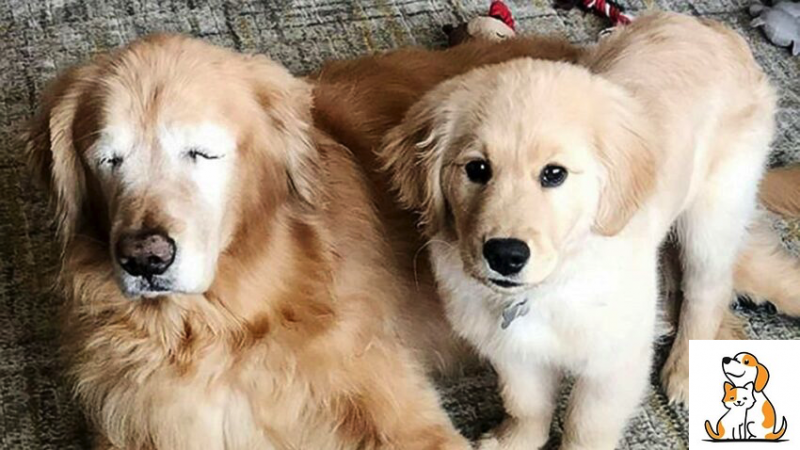 Every Day, A Golden Retriever Puppy Guides An Older Bl.I.N.D Dog.