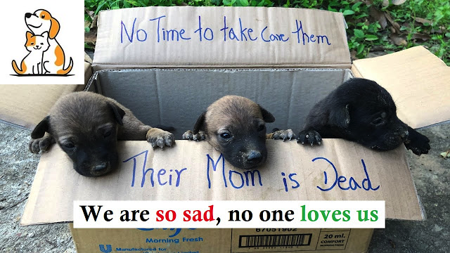 A Kind-Hearted Boy Saved The Three Puppies Left Outdoors In The Box