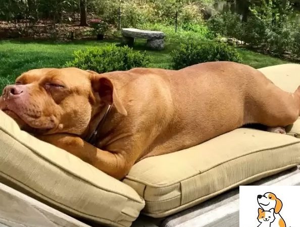 Dog Who Slept On Concrete Floor For 8 Years Now Has All The Comfy Beds She Deserves