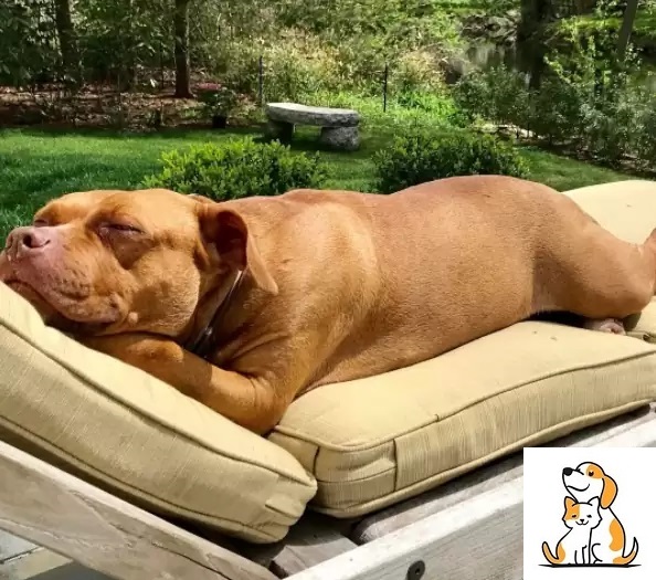 Dog Who Slept On Concrete Floor For 8 Years Now Has All The Comfy Beds She Deserves