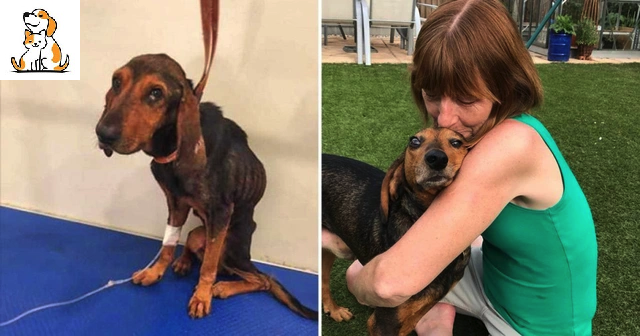 Adopting A Dog That Was Starved To The Point Of ‘Skin On Bones’, The Woman Was Rewarded With Her Life