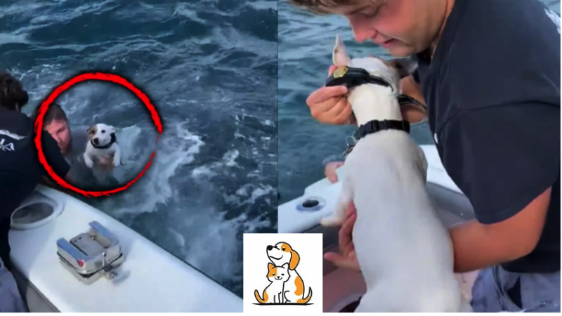 This Dog Was Rescued After Being Discovered All By Himself In The Middle Of The Sea.