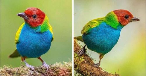 All Sub-Species To Put It Mildly, Are Simply Stunning, Some Populations, However, Have Electric Blue Underparts – Meet The Bay Headed Tanager!