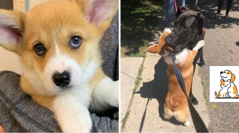 Corgi With A Heart-Shaped Nose Who Loves To Hug All The Dogs He Meets.