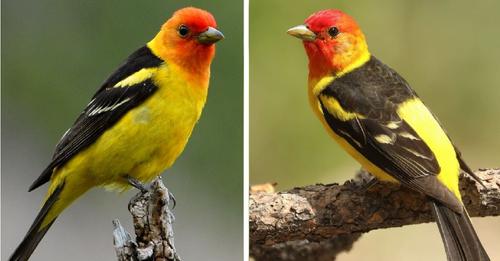 A Flaming Head Full Of Fiery Orange And Yellow Means This Bird Burns Like A Feathery Fireball, Especially In Spring – Meet The Western Tanager!