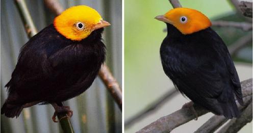 Decked Out In Glossy Jet Black, He Wears A Stunning Golden Head That Shines Like A Beacon Of Light – Meet The Golden-Headed Manakin!