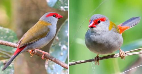 Prominent Bright Red Eyebrows And An Equally Bright Red Rump Pop From Otherwise Dull Grey And Olive Green Plumage!