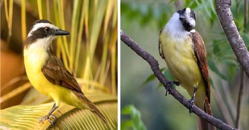 All You Need To Know About What Makes The Great Kiskadee So Great