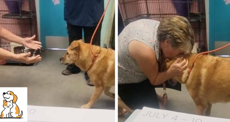 A Heartbreaking Moment Of A ‘Lo.st’ Senior Dog Reunited With Her Human.