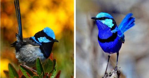 The Splendid Fairy Wren Is Here To Play And We’re Delighted By Their Puffy Cheeks
