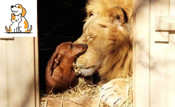Due of its dis.a.b.i.l.ity, this lion has been cared for by a Dachshund.