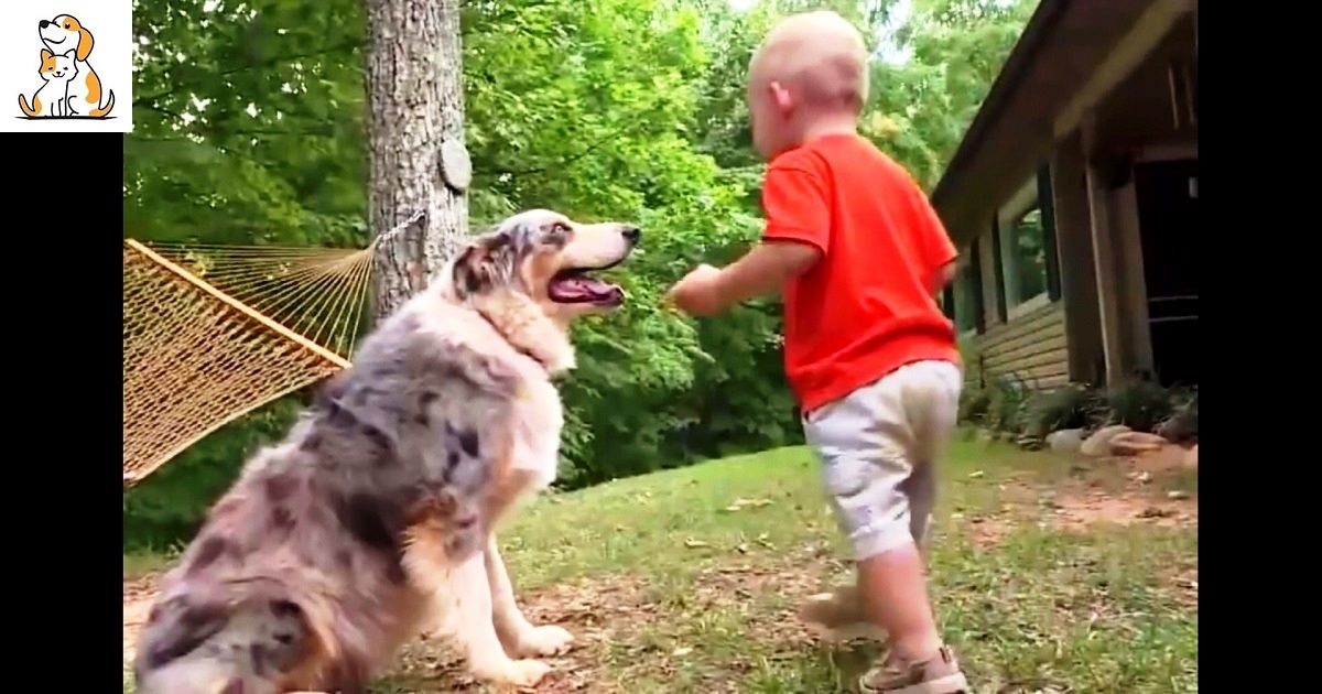 When The Dog Jumps On The Baby In The Yard, The Parents Become Alarmed Before Noticing The Baby’s Foot
