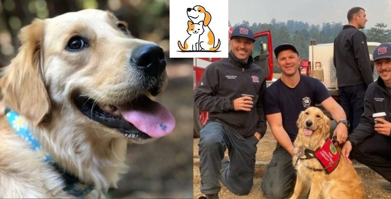 A Golden Retriever Visits California’s Overworked Firefighters To Motivate And Calm Them Down.