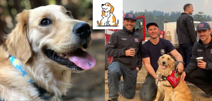 A Golden Retriever Visits California’s Overworked Firefighters To Motivate And Calm Them Down.