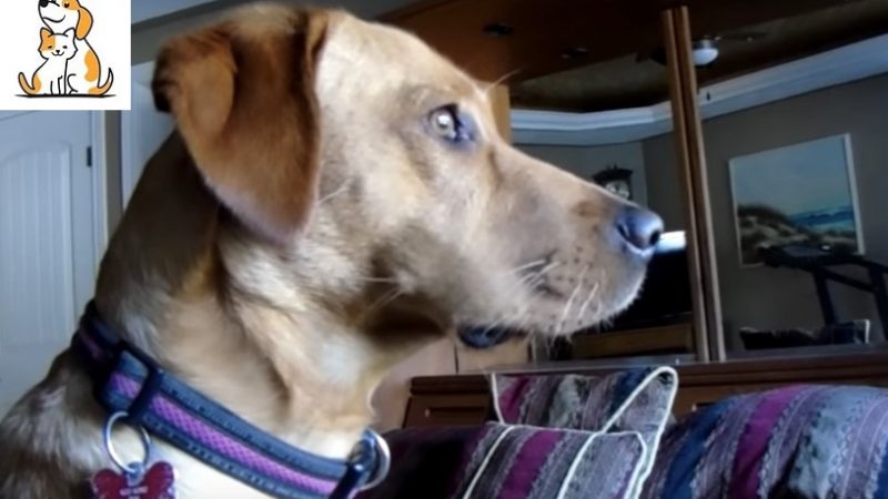 Dog Won’t Break His Stare At The Same Spot Everyday, And Mom Is Worried