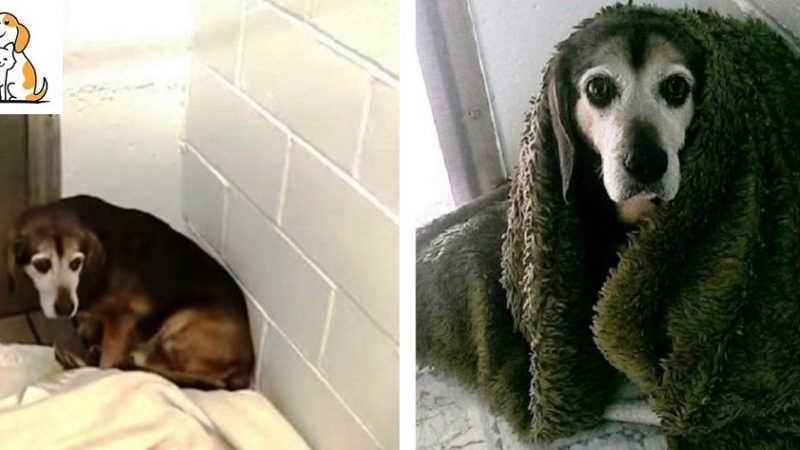 Dad Wonders If Missing Senior Dog Will Recognize Him Again After 764 Days Apart