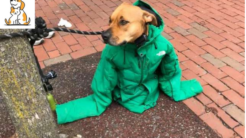 This Woman Gives Her Dog A Jacket Because It Was Waiting Outdoors In The Bitter Cold.