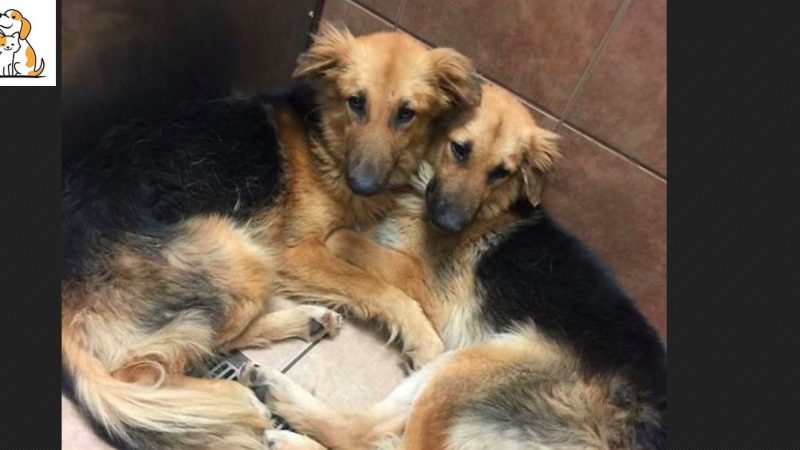 Two Dogs Form An Unbreakable Bond, And The Shelter Takes A Viral Picture That Helps Them Be Adopted