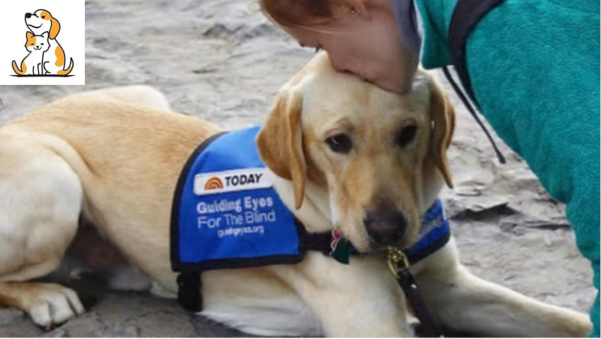 Wrangler, Well-Known Assistance Dog On The Today Show, Passed Away After 6 Years Devoting His Lifetime For Others.