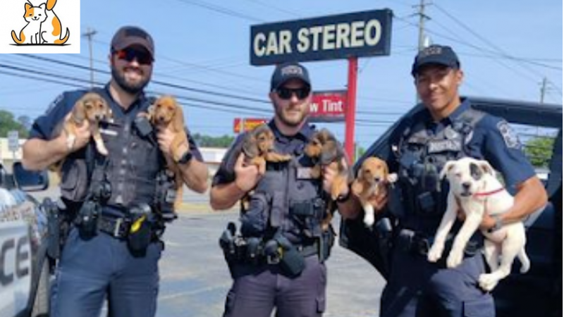 Six errant puppies are rescued by police from a parkway. After they got lost in the street