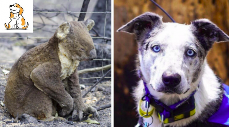 Bear, a dog who saved more than 100 koalas during Australia’s Blacksummer bushfires.