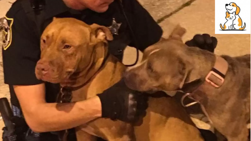 Kind Cops Rescue Two Pit Bulls And Comforts They Who Were Abandoned On The Street!