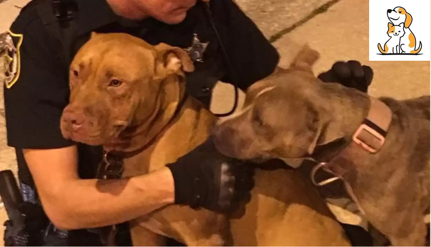 Kind Cops Rescue Two Pit Bulls And Comforts They Who Were Abandoned On The Street!