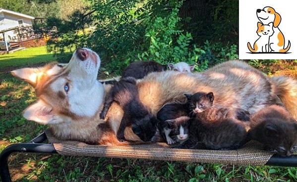 Husky With A Heart Of Gold. Is Already Rescues Box Of Freezing Kitten From The Woods.