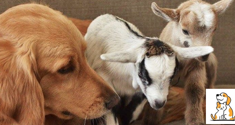 Meet Golden Retriever, Who Is Convinced She’s The Mother Of A Few Rescued Baby Goats.