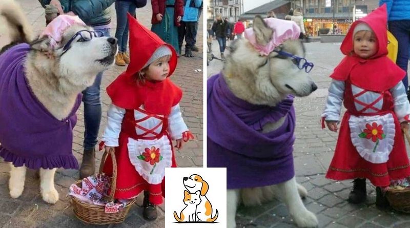 This Young Girl Dressed As Red Riding Hood and Her Husky Are So Cute That They Have Gone Viral.