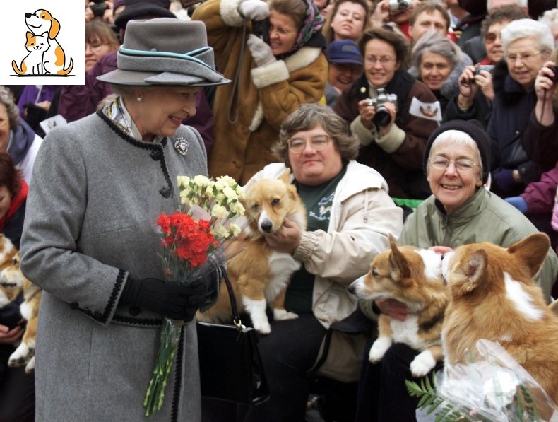 Queen Elizabeth Owned Many Corgi Dogs, Princess Diana Reportedly Referred To Them As “A Moving Carpet.”