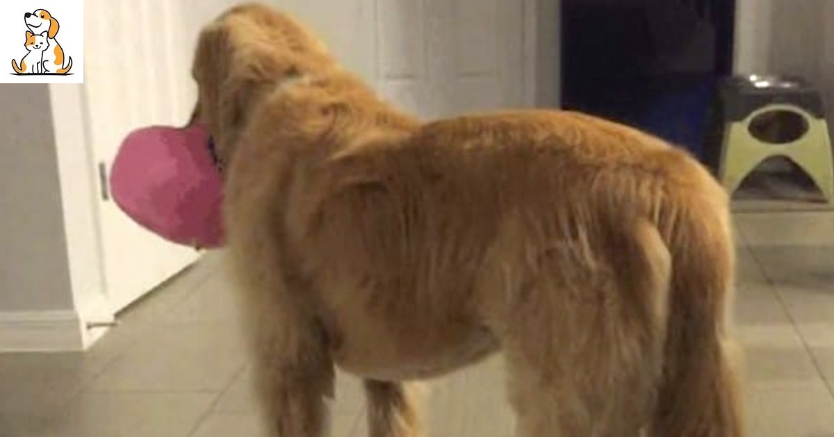 Even Though The Vet Warned That The Foster Dog Had Mental Impairments, The Family Adopted Him